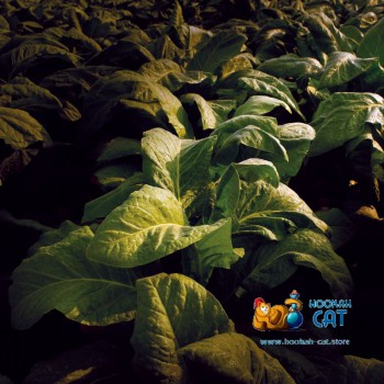 Табак для кальяна Nuggle T-Zero 25г Акцизный Табак для кальяна Nuggle T-Zero 25г Акцизный